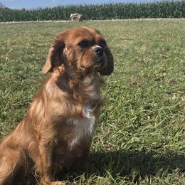 Bernedoodles, Cavapoos, and Newfypoos from Peaceful Pines LLC