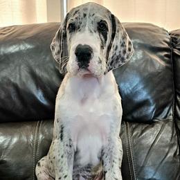 Odin - Mantle merle male Great Dane puppy in Castle Rock, Washington from Uber Alles Great Danes