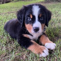 Yellow Male - Black rust and white male Bernese Mountain Dog puppy in Greenwood, Delaware from A&A Greenwood Puppies