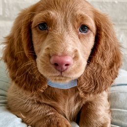 Dachshunds from Blue Bow Kennels