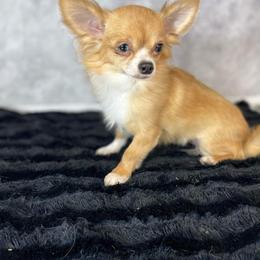 Corgi - Fawn female Chihuahua puppy in Westport, New York from Chantilly chihuahuas