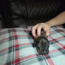 Girl 2 - Sable female Dachshund puppy in Mobile, Alabama from Lady and the Tramp Dachshunds