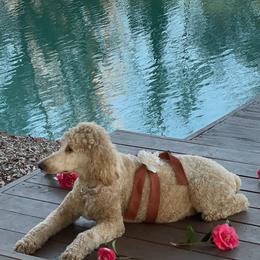 Goldendoodles and Poodles from Guthrie Farms