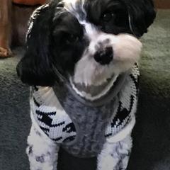 Cavachon All Grown Up from Clair’s Cavachon’s of Mid Coast Maine