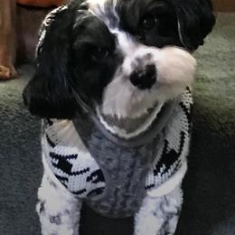 Cavachon All Grown Up from Clair’s Cavachon’s of Mid Coast Maine