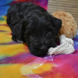 Miniature Schnauzer puppies from Surely Blessed Mini Schnauzers
