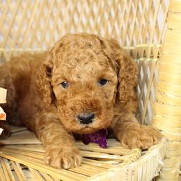 Purple Girl - Red  female Goldendoodle puppy in Belgreen, Alabama from Scott’s Farm Poodles and Doodles