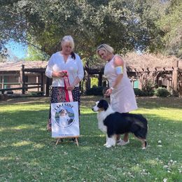 Anatolian Shepherd Dog and Australian Shepherd All Grown Up from Tina Burks
