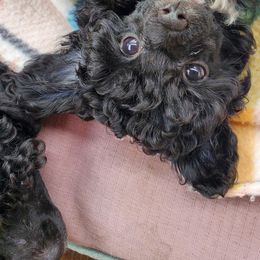 Poodle Puppies from Joanies Poodles
