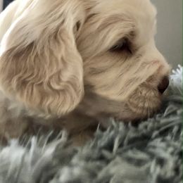 Australian Labradoodle Puppies from Asheville Doodles