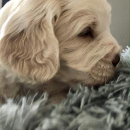Australian Labradoodle Puppies from Asheville Doodles