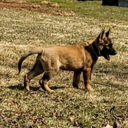 Girl 4 - Sable female German Shepherd puppy in Baldwinville, Massachusetts from Littlewood Shepherds