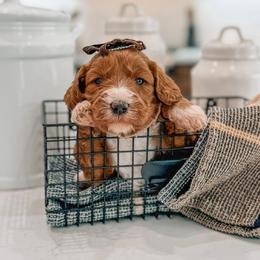 Louise - Red  female Goldendoodle puppy in Iola, Texas from Supreme Doodles of Texas