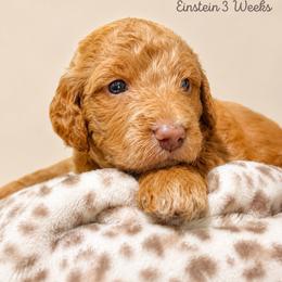 Einstein - Apricot male Goldendoodle puppy in Lake Charles, Louisiana from Perfect Fit Poodles & Doodles