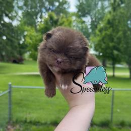 Remy -4000.00 dollars - Chocolate and tan male Pomeranian puppy in Perry County, Ohio from Speechless Pom’s