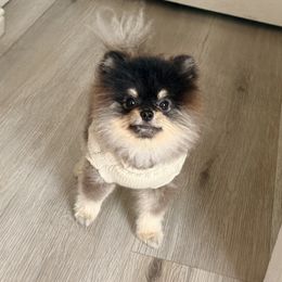 Twix - Pomeranian