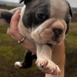 Izzy's blue boy - Blue male Boston Terrier puppy in Yakima, Washington from Barnett’s AKC Boston Terriers