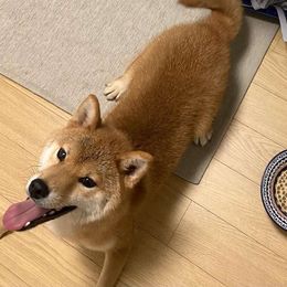 Ninako - Shiba Inu