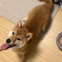 Ninako - Shiba Inu