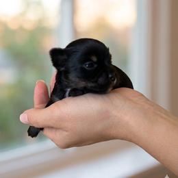 Olaf - Black and tan male Yorkshire Terrier puppy in Phil Campbell, Alabama from MagnoliaYorkies