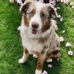 Aster - Miniature Australian Shepherd