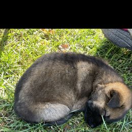 German Shepherd Puppies from Carlson Hill Farm