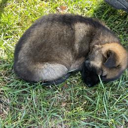 German Shepherd Puppies from Carlson Hill Farm