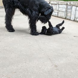 Giant Schnauzer Puppies from Riesenschnauzers von Reh Bach
