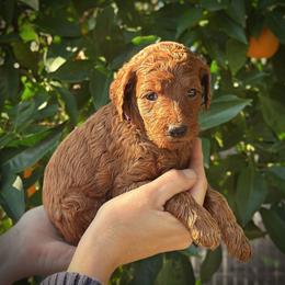 Purple Collar Girl - Red  female Poodle puppy in Modesto, California from Dry Creek Poodles