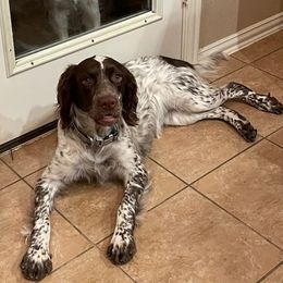 English Springer Spaniels from Hat Creek Springers