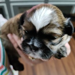 Shih Tzu Puppies from Starrynight Shih Tzu