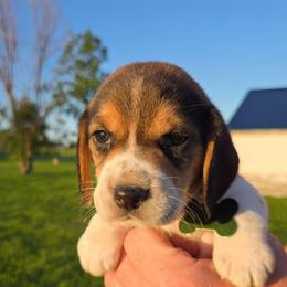 Liberty - Blue tan and white female Beagle puppy in Bethany, Missouri from Fox Creek Beagles