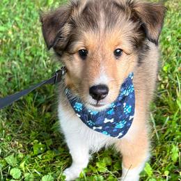 Shetland Sheepdog Puppies from Fancypants Shetland Sheepdogs