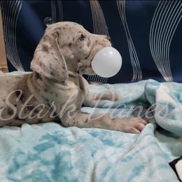 Yennefer - Merle Great Dane puppy in Spring, Texas from Stark Danes