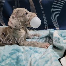 Yennefer - Merle Great Dane puppy in Spring, Texas from Stark Danes