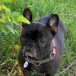 Emma - French Bulldog