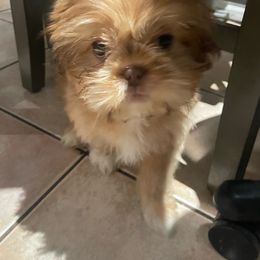 Lil Red - Liver and white Shih Tzu puppy in California from Jessica Diangson's Shih Tzus