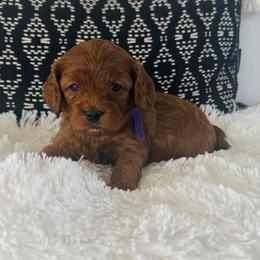 Ivy - Red female Cavapoo puppy in Malad City, Idaho from FreckledCowgirlPuppies