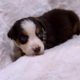 Oak AKC - Red tri-color male Australian Shepherd puppy in Orlando, Florida from Skaky Shepherds