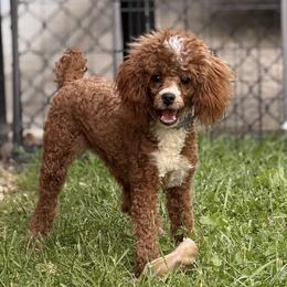 Clara - Poodle