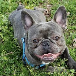 French Bulldogs from Fatbat Frenchies