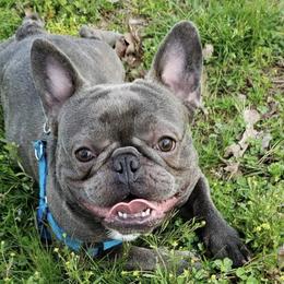 French Bulldogs from Fatbat Frenchies