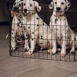 Dalmatian Puppies from America's Dalmatian Friends