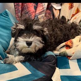 Sampson - Black and silver male Miniature Schnauzer puppy in Pottstown, Pennsylvania from Bandwagon Miniature Schnauzers