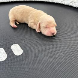 Sunny - Cream male Dachshund puppy in Hawley, Texas from Little e Dachshunds