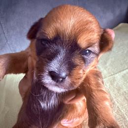 Boy 1 - Black and tan male Shorkie puppy in Florida from Shih tzus and Shorkies Galore