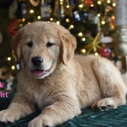 Pink girl - Golden female Golden Retriever puppy in Gilbert, Arizona from Dani’s Dawgs