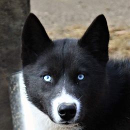 Zahra - Siberian Husky