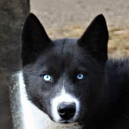 Zahra - Siberian Husky