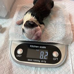 Girl 1 - female Boston Terrier puppy in Lowell, Arkansas from Bogan's Boston's